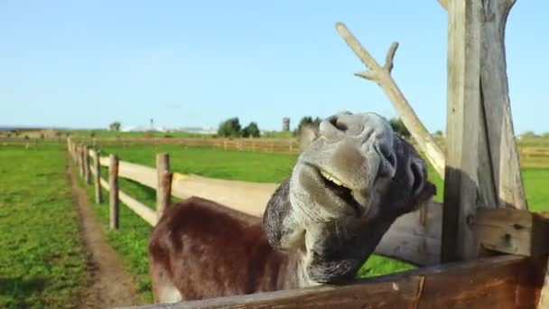 De ezel kauwt en laat zijn tanden zien aan de camera. — Stockvideo