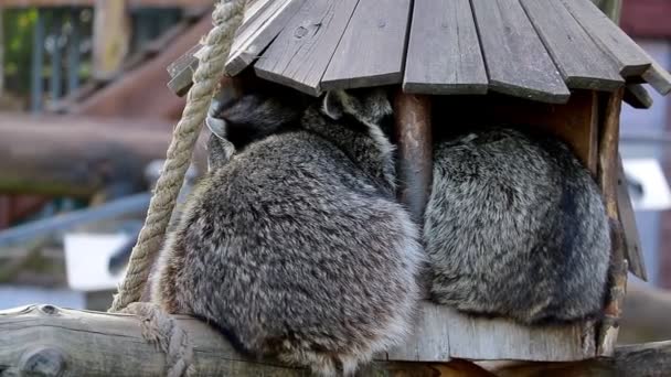 Guaxinins sentar em uma casa de madeira e adormecer. — Vídeo de Stock