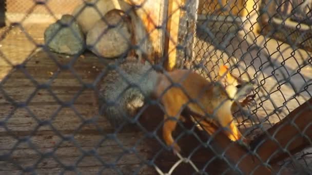 Fast beautiful red squirrel runs in a cage. — Stock Video