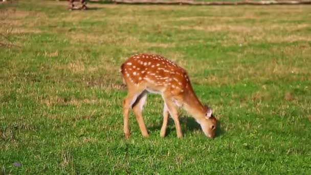 小鹿吃青草 野生生物 — 图库视频影像