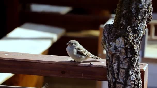 Mladý Vrabčák Sedí Dřevěném Stole — Stock video