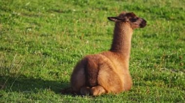 Güzel, genç bir lama yeşil çimlerin üzerinde yatıyor..