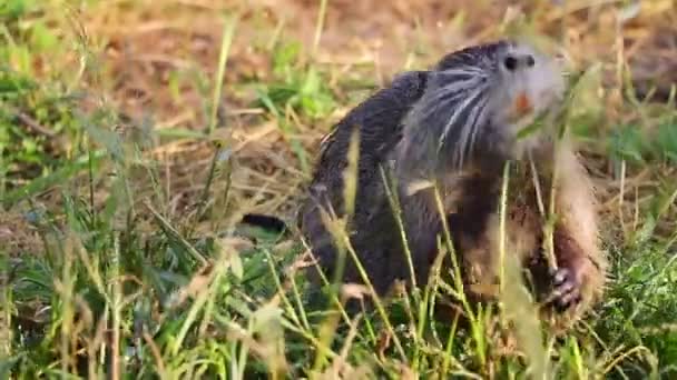 Een Prachtige Watermuskusrat Eet Groen Gras — Stockvideo