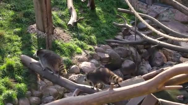 Dos Mapaches Siguen Largo Del Árbol — Vídeos de Stock