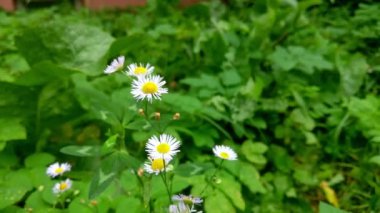 Yeşil bir çayırın arka planında güzel küçük papatyalar.