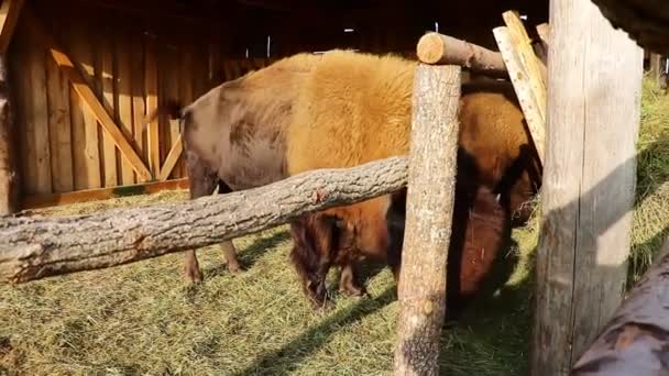 Большой Бизон Ест Сено Улице Вид Копытных Млекопитающих Племени Быков — стоковое видео