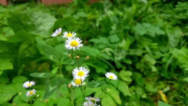 Hermosas Pequeñas Margaritas Campo Sobre Fondo Prado Verde — Vídeo de stock