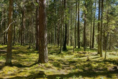 Güneşli bir günde Güzel yeşil orman