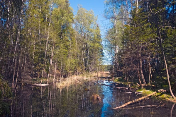 Belle Vue Sur Petit Lac Abandonné Dans Forêt — Photo
