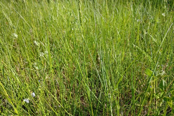 Belle Vue Sur Herbe Verte Des Prés Contexte — Photo