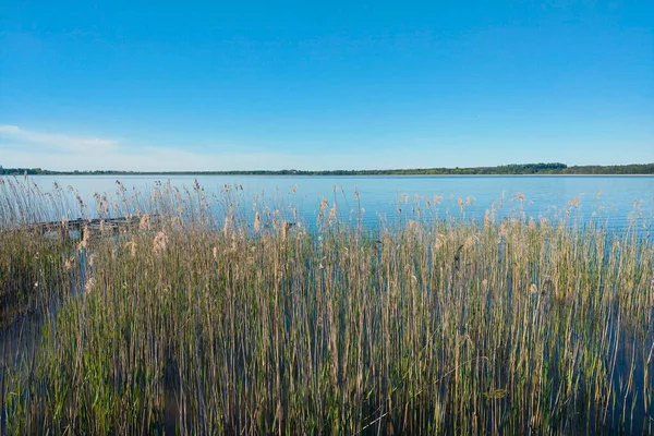 Вид Озеро Маленькими Камышами Берегу — стоковое фото