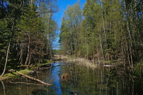 Petit Lac Marécageux Dans Forêt Par Une Journée Ensoleillée — Photo