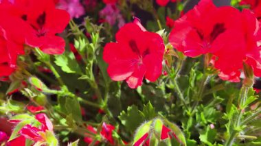 Kırmızı sardunya çiçekleri yemyeşil yapraklarla çevrili güneşli bir bahçede canlı bir şekilde açar. Canlı renkler ve doğal ışık, doğa temalı tasarımlar veya botanik çalışmaları için mükemmel, canlandırıcı bir sahne yaratır..