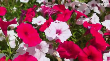 Pembe ve beyaz petunyalardan oluşan renkli bir çiçek çeşidi, parlak güneş ışığında güneşleniyorlar. Canlı yapraklar ve yemyeşil yapraklar doğal güzelliğin baş döndürücü bir görüntüsünü yaratıyor. Bahçe meraklıları ve çiçek tasarımı için ideal..