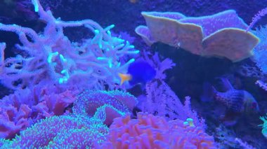 Çeşitli mercan resifleri akvaryum ortamında canlı bir mercan ve deniz yaşamı dizisi sergiliyor. parlak renkli mercanlar ve balıklar büyüleyici bir sualtı sahnesi oluştururlar eğitici ve dekoratif amaçlar için mükemmel.