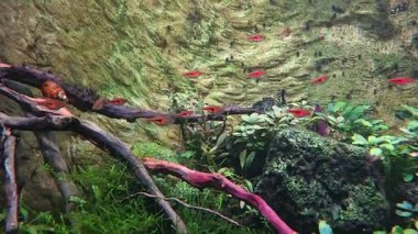 Canlı kırmızı tetra balığı verimli sualtı manzarasında zarifçe yüzer. Akvaryum sahnesinde çeşitli su bitkileri, sürüklenen dallar ve dokulu bir arkaplan bulunur, sakin ve renkli bir sualtı yaşam alanı oluşturur..