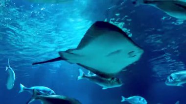 Canlı suda süzülen zarif iğneli vatozun büyüleyici görüntüsü. Çevreleyen balıklar sualtı atmosferini güçlendirir, deniz yaşamının özünü yakalar ve okyanus sükunetini yakalar..