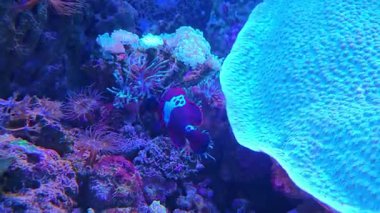 Çeşitli mercan ve deniz canlılarının yer aldığı çarpıcı bir sualtı mercan resifi sahnesi. Deniz ortamının canlı renkleri büyüleyici bir görüntü yaratır. Okyanus ekosistemlerinin zengin biyolojik çeşitliliği..