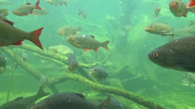 Çeşitli tatlı su balığı türleri sualtı dalları ve su bitkileriyle çevrili bir sualtı ortamında zarifçe yüzerler. berrak su, bu canlı su altı ekosistemini yakından görmemizi sağlar..