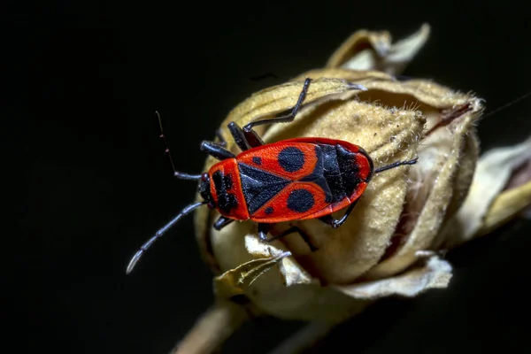 Percevejo da Tilia kundakçı Pyrrhocoris apterus