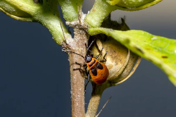 Percevejo da Tilia kundakçı Pyrrhocoris apterus