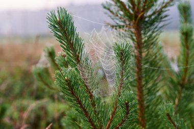 Bürümcük sabah erken. Litvanya yaban hayatı.