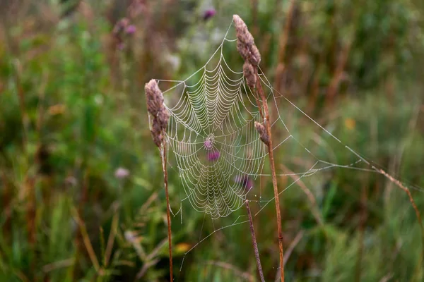 Gossamer Tidigt Morgonen Litauiska Wildlife — Stockfoto