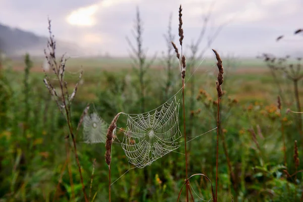 Gossamer Mattina Presto Fauna Selvatica Lituana — Foto Stock