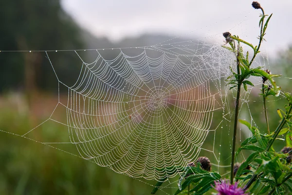 Pavučinka Brzy Ráno Litevský Přírody — Stock fotografie