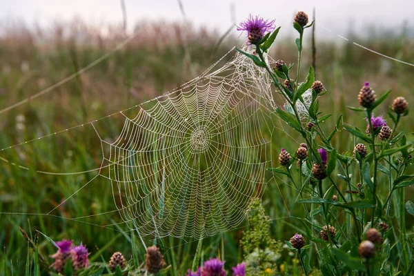 Gossamer Mattina Presto Fauna Selvatica Lituana — Foto Stock