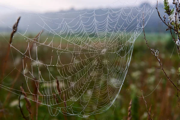 Pavučinka Brzy Ráno Litevský Přírody — Stock fotografie