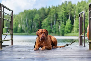 Hafif kahverengi Bordeaux köpek sahibi için ahşap köprü'bekliyor.