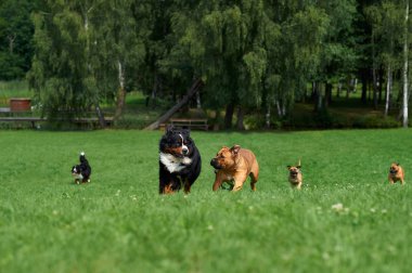 A large group of dogs Golden retrievers running in the summer through the green valley clipart
