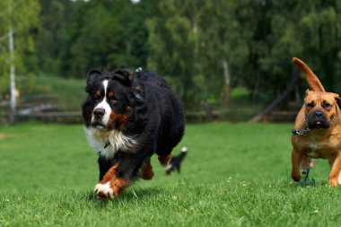İki büyük köpekler ırk hızlarda rekabet.