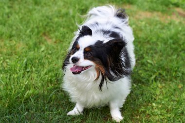 Simpatian köpek çayırda yatıyor.