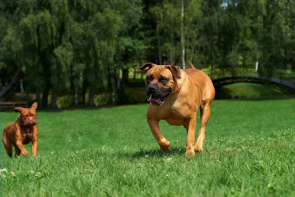 İki büyük köpekler ırk hızlarda rekabet.