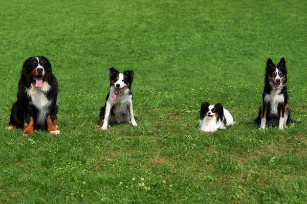 Grup eğlenceli köpek bir çayır üzerinde oturur.