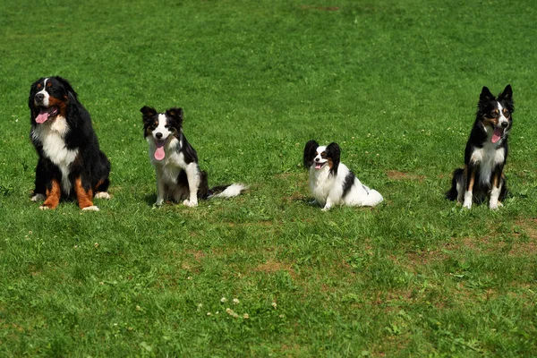 Grupo Divertido Cão Senta Prado — Fotografia de Stock