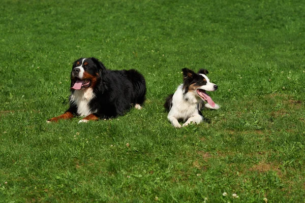 İki komik köpek çayırda yalan.