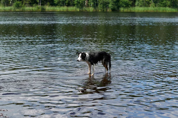 Black Border Collie Pies Kąpieliska Nad Jeziorem — Zdjęcie stockowe
