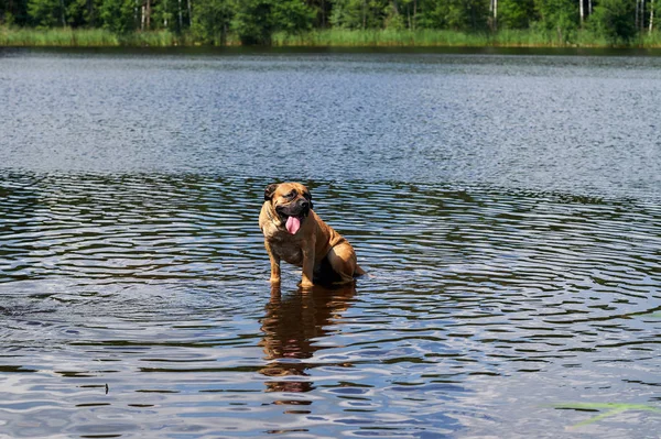 Büyük kahverengi Bullebijter boerboels banyoları göl kenarında köpek.