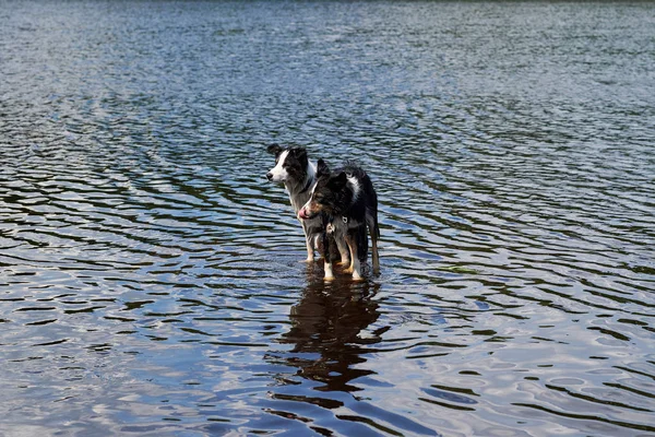 Dwa Czarne Bordeaux Collie Psy Pływać Jeziorze — Zdjęcie stockowe