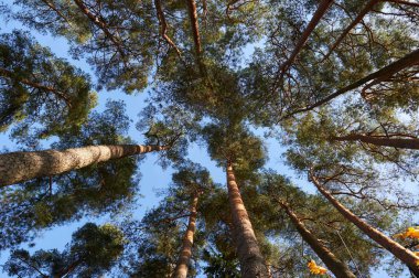 Mavi gökyüzünde en iyi çam ağaçları.
