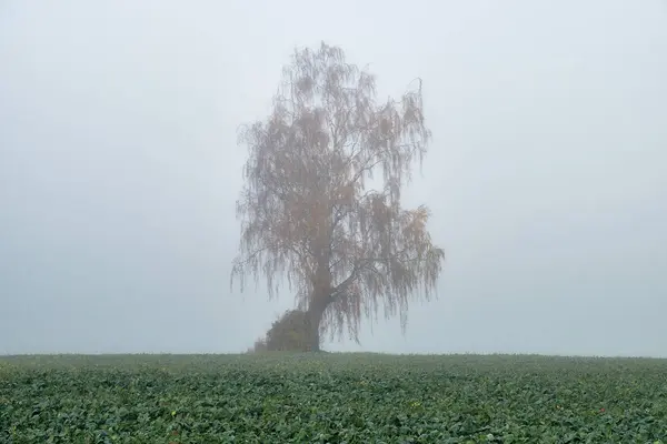 Brouillard Automne Lituanie Arbre Dans Brouillard Paysage Automne — Photo