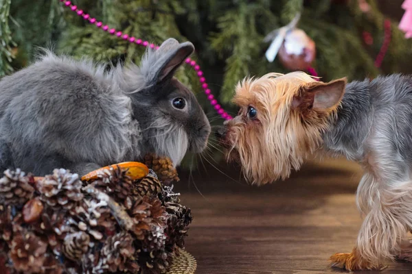 Mavi dekoratif tavşan ve bir Noel tre için a küçük köpek.