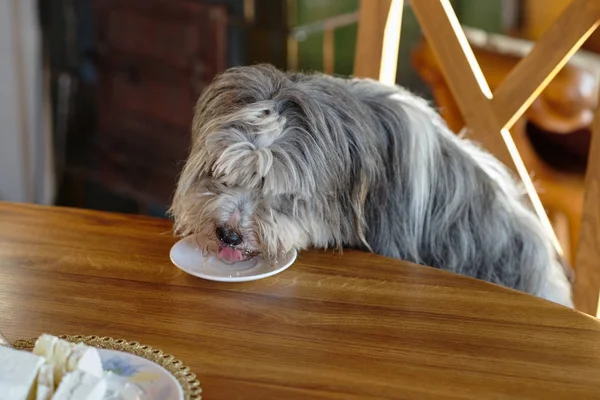 Gray dog goes to the table.Portrait of a dog.The dog is eating from the plate.