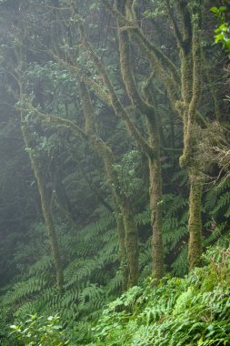 Bir yağmurlu günde güzel orman. Hiking trail. Anaga Village Park - eski orman Tenerife, Kanarya Adaları.