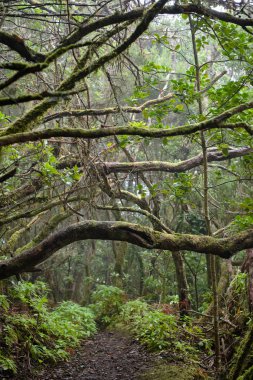 Bir yağmurlu günde güzel orman. Hiking trail. Anaga Village Park - eski orman Tenerife, Kanarya Adaları.