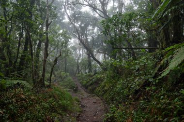 Bir yağmurlu günde güzel orman. Hiking trail. Anaga Village Park - eski orman Tenerife, Kanarya Adaları.