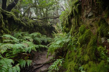 Bir yağmurlu günde güzel orman. Hiking trail. Anaga Village Park - eski orman Tenerife, Kanarya Adaları.